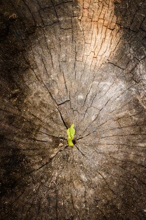 New tree growth up on dead tree as business concept can be successの写真素材