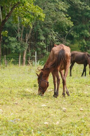 horse eat grassの写真素材