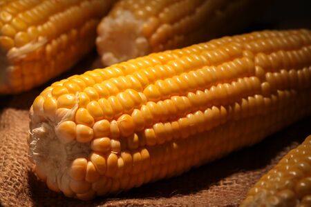 Fresh sweet corn on wooden table