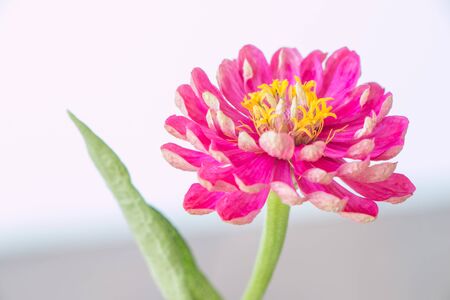 pink flower close upの写真素材