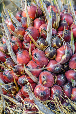 palm oil nuts on treeの写真素材