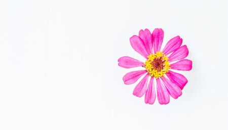 Beautiful Pink Flower on White Backgroundの写真素材
