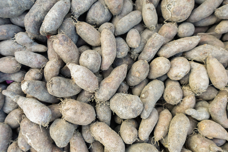 Native vegetable in the South of Thailand be similar to potatoes at market on saleの写真素材