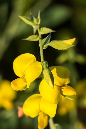 Yellow flowers on grassの写真素材