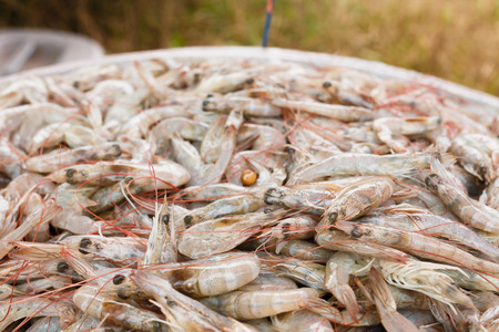 Fresh shrimp at the market for sellの写真素材