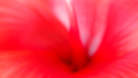 Close-up short stamen on red flower backgroundの写真素材