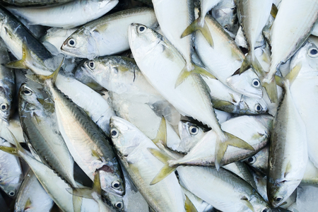 close-up fresh fish for sell at marketの写真素材