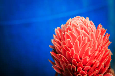 Red flower