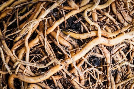 Herbage texturesの写真素材