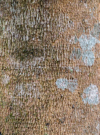 Texture of wood.