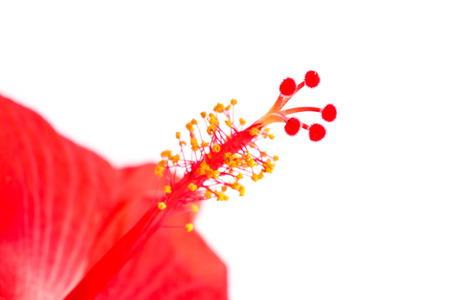 Close-up stamen of hibiscus flower on white background isolatedの写真素材