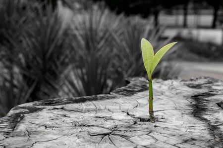 New tree growth up on dead tree as business concept can be successの写真素材