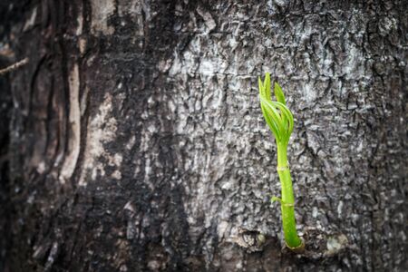 New tree growth up on dead tree as business concept can be successの写真素材