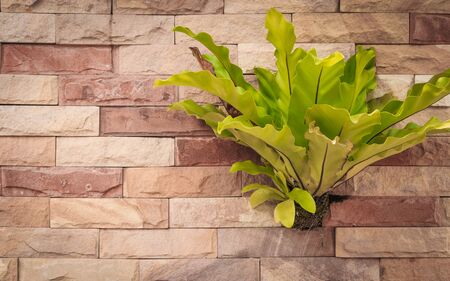 Brick wall texture backgroundの写真素材