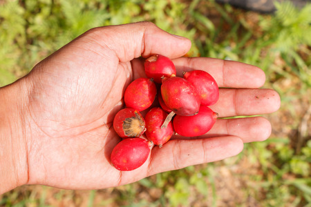 Red Areca Nut Palm on handの写真素材