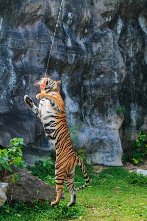 Tigerの写真素材