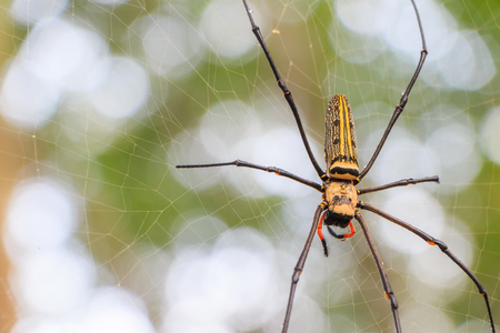 Spider on web on nature backgroundの写真素材