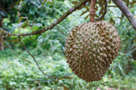 Fresh durian in the orchardの写真素材