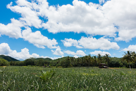 Pine apple field with blue-sky backgroundの写真素材