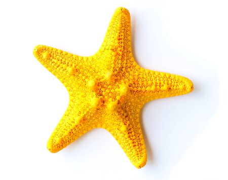 Starfish isolated on white background.の写真素材