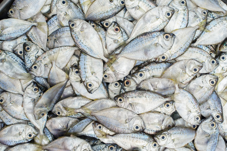 fish for sell at the marketの写真素材