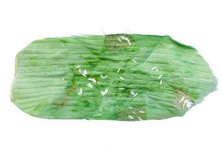 Dirty sticky rice on banana leaf, Thailand style plateの写真素材