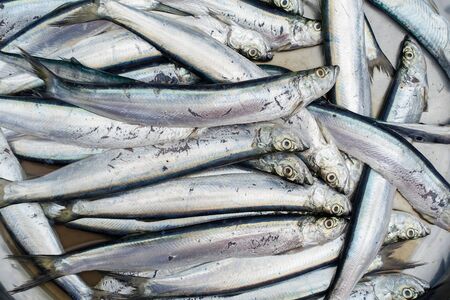 fish for sell at the market