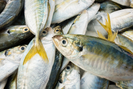 fish for sell at the marketの写真素材