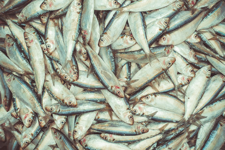 fish for sell at the market
