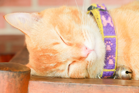 Close up cat sleeping on table.の写真素材