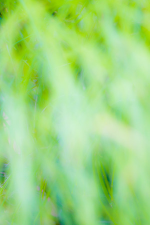 abstract green nature backgroundの写真素材