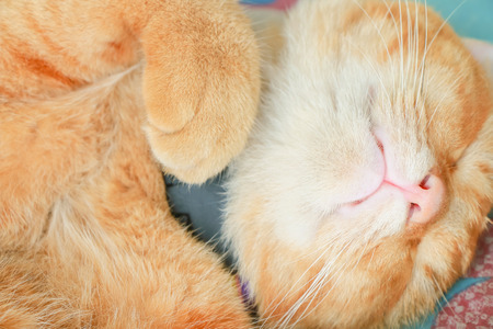 Close up cat sleepingの写真素材