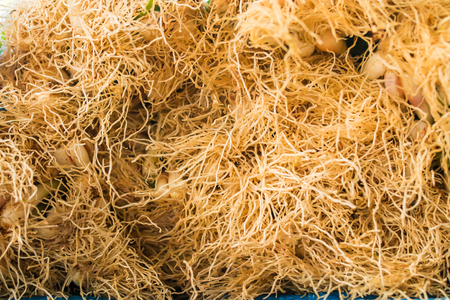 Background and pattern of Coriander rootsの写真素材