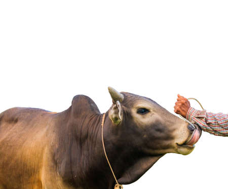 Carpathian brown cow outdoor close-upの写真素材