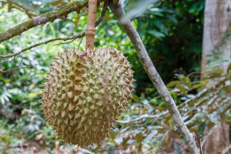 durian./Fresh durian on durian treeの写真素材