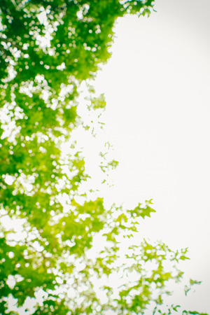 Blurred of green nature backgroundの写真素材