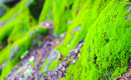 Moss background at the natureの写真素材
