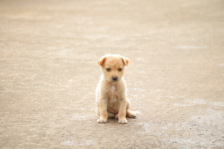 Stray dog hungry food at the parkの写真素材