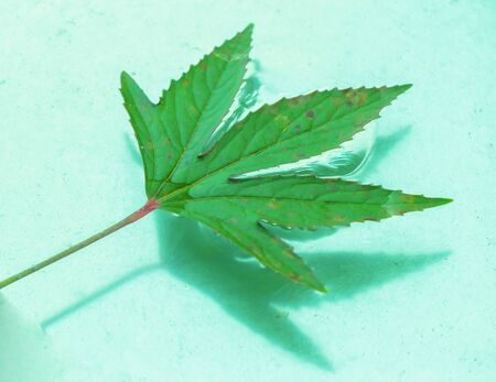 Close up maple leaves on waterの写真素材