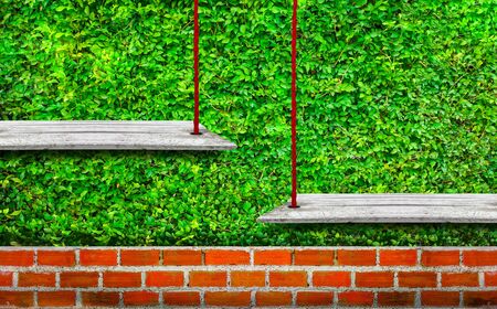 Soft white wooden shelves with fresh green small plants background use for products or something display.の写真素材