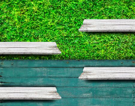 Soft white wooden shelves with fresh green small plants background use for products or something display.の写真素材