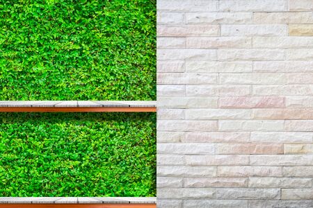 Wooden shelves with fresh green small plants and brick background use for products or something...