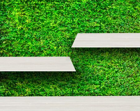 Wooden shelves with fresh green small plants and brick background use for products or something display.の写真素材