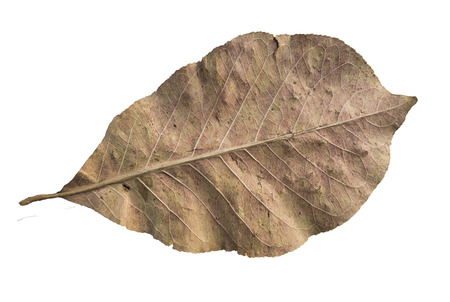 close up dead leaf isolated on white background