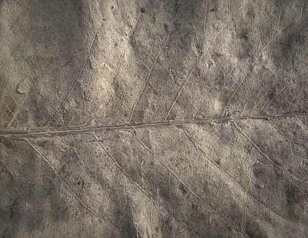 Close up dried leaf texture background