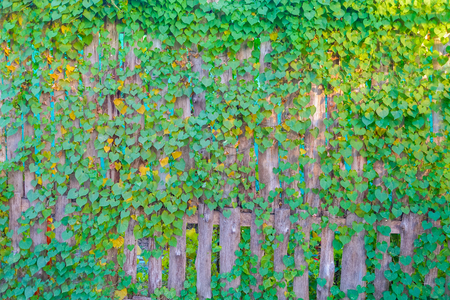 Creeping plant on wood wall as a background at the parkの写真素材