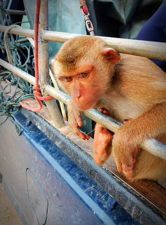 monkey sitting on the fenceの写真素材