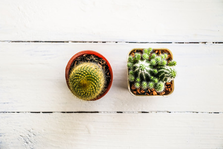 Top view of cactus in pot put on wooden table backgroundの写真素材
