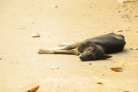 sad and homeless dog abandoned on the streets at parkの写真素材