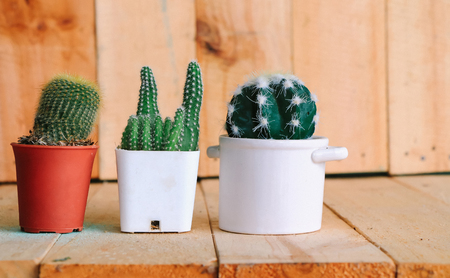 Three cactus in pot put on brown wooden tabletopの写真素材